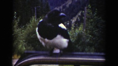 1939: bird perched upon the frame of a car door. WYOMING