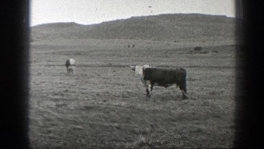 1939: outdoor farm area cows grazing big field MONTANA