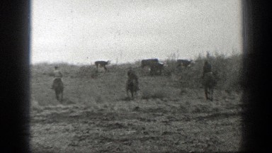 1939: Men on Horses Herding Cattle Across a Montana Field