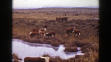 1939: grazing cows in a field. MONTANA