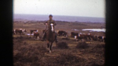 1939: cattle rancher rides his horse through the herd. MONTANA