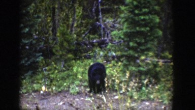 1939: A Small Black Bear Searching for Food in the Bushes Wyoming