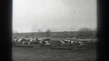 1939: who let the cows out? MONTANA