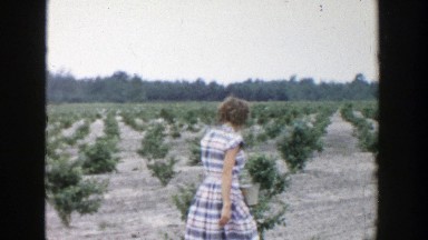 1957: woman walking in a field looking at the bushes MICHIGAN