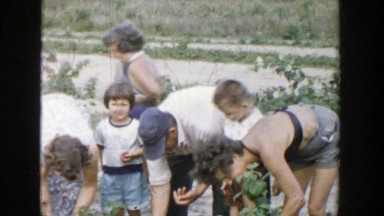 1957: a family is harvesting the crops in the field with short bushes MICHIGAN