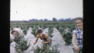 1957: people harvesting strawberries and talking on a sunny and hot day MICHIGAN