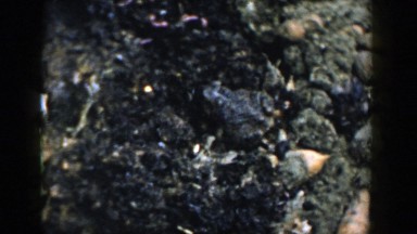 1958: a hideaway toad in his environment. MICHIGAN