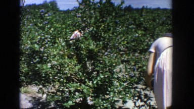 1964: windy day in the garden. WISCONSIN