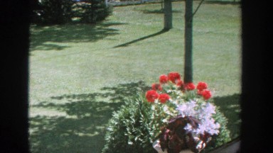 1964: Manicured Lawn Edged with Birdbath, Mature Trees, Saplings, and Bushes