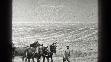 1936: many horses make light the work CALIFORNIA