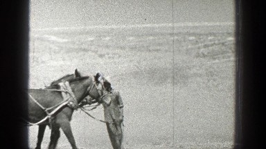 1936: a man pulling a few horses tied together in a line CALIFORNIA