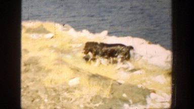 1936: a trip to the river with new mamma dog. CALIFORNIA