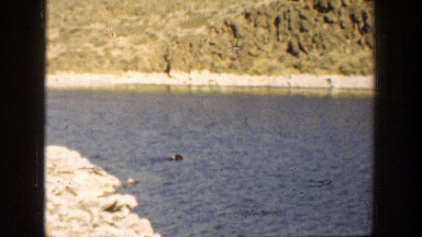 1936: loyal dog fetching his kill across the river, CALIFORNIA