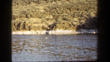 1936: a swan swims on a river toward a second smaller bird CALIFORNIA