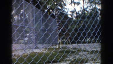 1960: A Giraffe in the Zoo from the Fence Miami, Florida