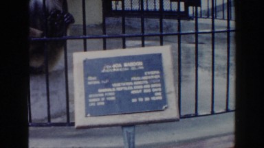 1960: Primate Trapped in Cage at Miami Zoo with Tire Swing and Wall Plaque