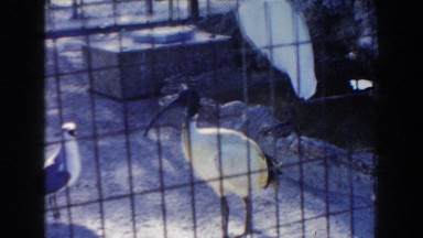 1960: Birds with Long Tail Behind Cage Bars Miami, Florida