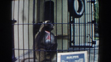 1960: Monkey Scratching Arm Inside Cage, Miami, Florida