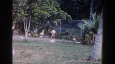 1960: Flamingo Birds Walking Amidst Palm Trees and Swimming Along the Shoreline.
