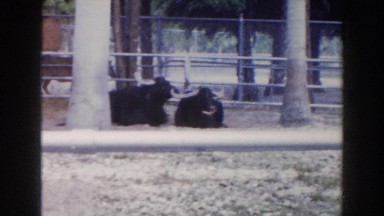 1960: Animals at the Miami Zoo, Florida