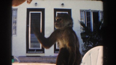 1960: man giving a friendly pet monkey a treat to eat while he is sitting