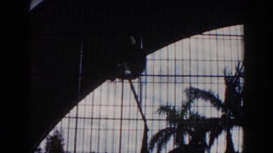 1960: Monkey Climbing Against a Jungle Gym. Miami, Florida