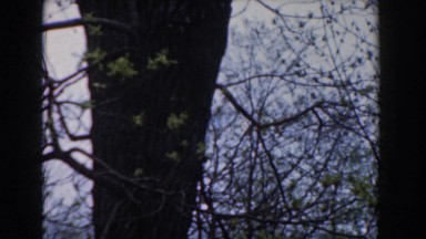 1961: a large dark trunk of a tree standing amid entangled bushes NOVI MICHIGAN