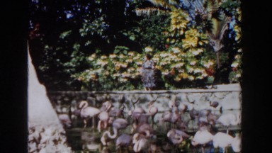 1961: A Woman Wearing a Dress and Hat Walking Along Plants in Nassau, Bahamas