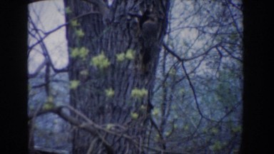 1961: the bird that blends in with the trees. NOVI MICHIGAN