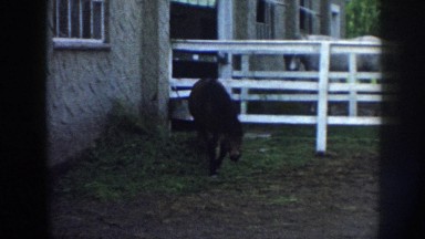 1958: Small Horse in Corral Walking Toward Camera Nebraska