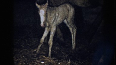 1958: Newborn Baby in Nebraska Rural Home Movie