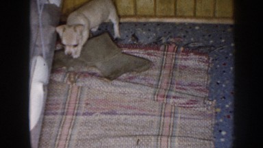 1958: Young Boy Laughs at Running Puppy in Nebraska Kitchen