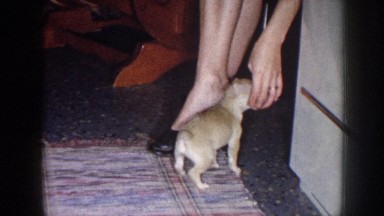1958: A Puppy Comes to a Woman's Feet and a Hand Gently Pets It