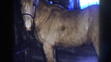 1958: Light Colored Horse Wearing Bridle in Barn on Sunny Day Nebraska