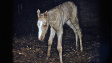 1958: a foal and their mother standing in the barn. NEBRASKA