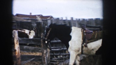 1953: cattle with cute appearance standing the stable SOUTH DAKOTA