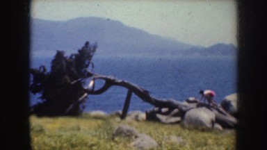 1952: woman climbs up fallen tree near the ocean CALIFORNIA