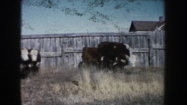 1953: Herd of Cows in a Closed Wooden Fence on a Rural South Dakota Farm
