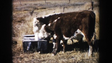 1953: cows in a pasture licking a salt lick SOUTH DAKOTA