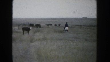 1953: People Driving Cows on a Prairie to a Water Source North Dakota