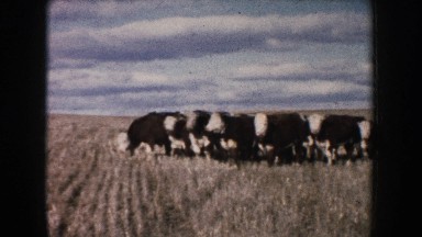1953: a large group of cows grazing in a wide open field SOUTH DAKOTA