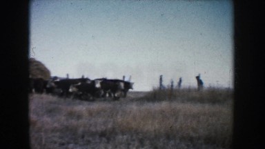 1953: Rancher Moves Small Herd of Hereford Cattle Through Pasture Gate