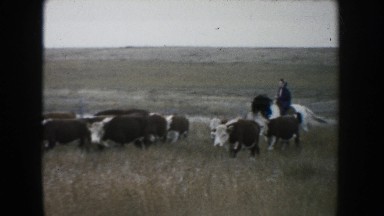 1953: a herd of cows SOUTH DAKOTA