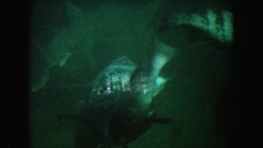 1962: watching the fish underwater. CALIFORNIA