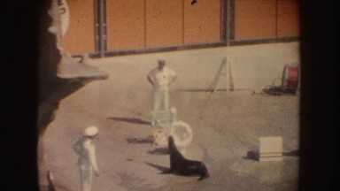 1962: A Seal Doing a Show for Entertainment California