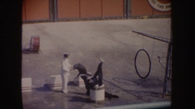 1962: Three Well Trained Seals Playing Ball and Picking Up Flower Rings in