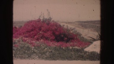 1962: Plants in Different Hues and Textures in the California Landscape