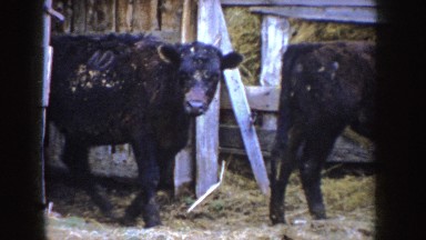 1955: a group of black color calf's walking through the grass land in the