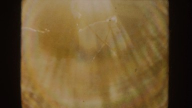 1955: riding horse on field IDAHO