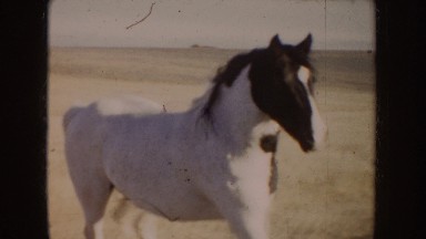 1955: Pinto Horse Galloping Across Large Idaho Pasture